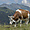 Vaches de Suisse