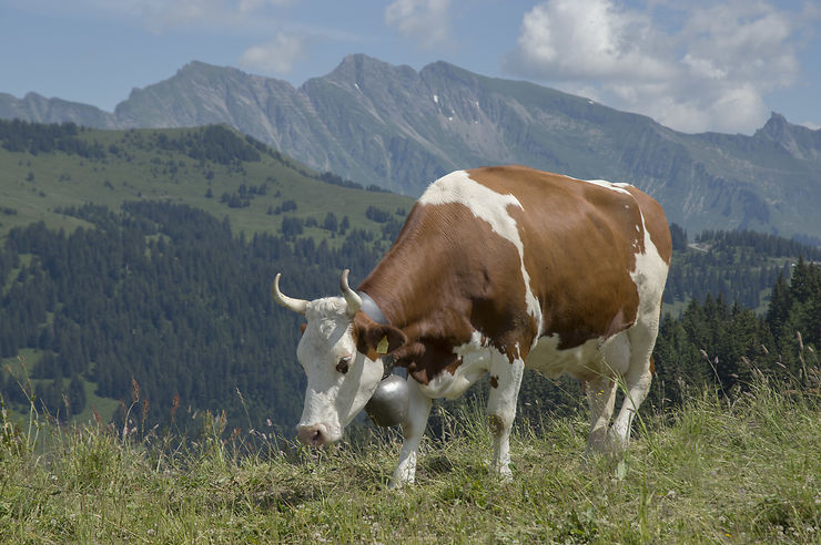 Vache, Canton de Vaud, Suisse