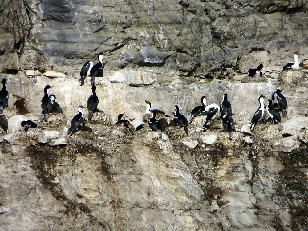 Cormorans 