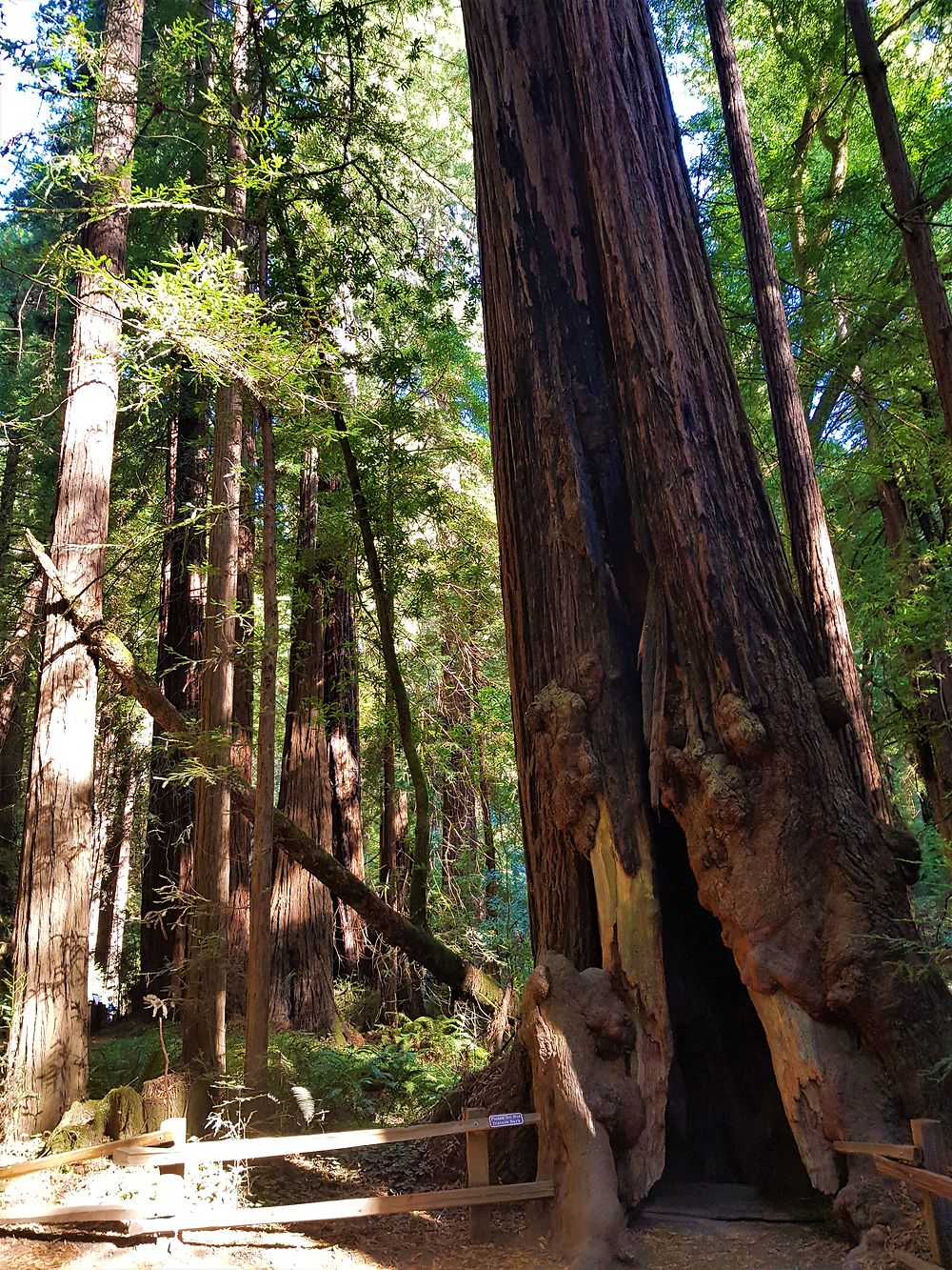 Muir Woods