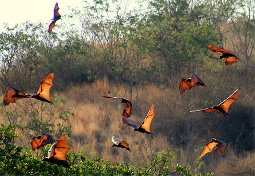 Chauves souris géantes de Riung