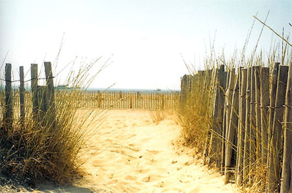 Plage à l'état pur