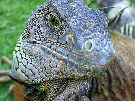 Iguane en liberté dans un parc à Guayaquil Iguane en liberté dans un parc à Guayaquil