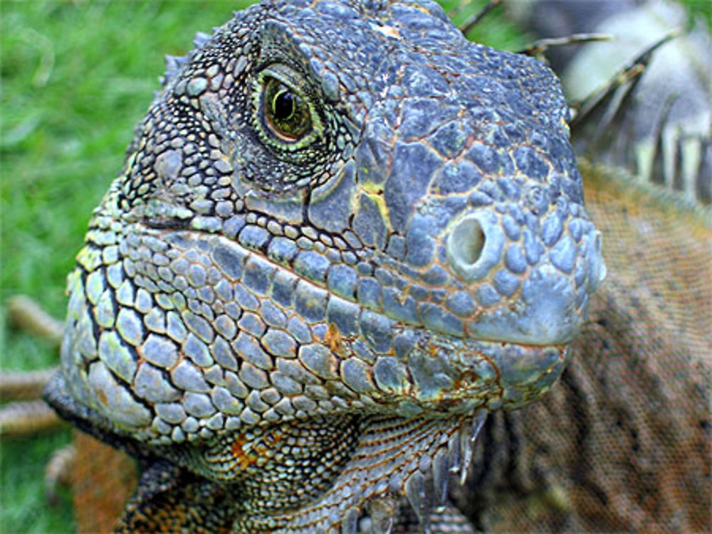 Iguane en liberté dans un parc à Guayaquil