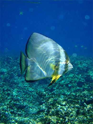 Platax Seychelles Platax Seychelles
