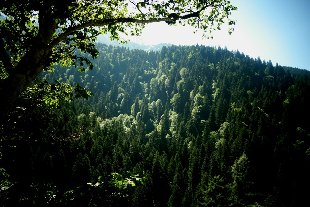 Forêt au Sumela Monastery Forêt au Sumela Monastery