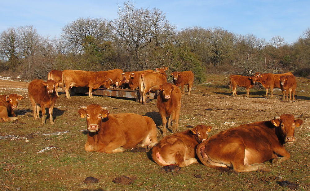 Vaches à lait en Lot