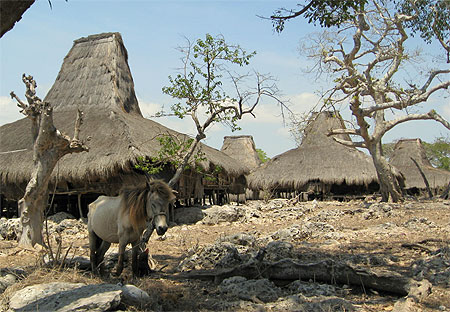 Un village sur l'île de Sumba Un village sur l'île de Sumba
