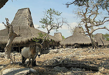 Un village sur l'île de Sumba
