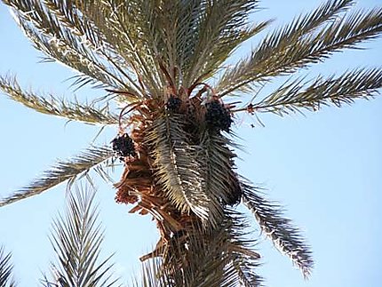 Palmier dattier dans la Vallée du Drâa