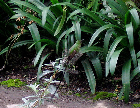 Oiseau mouche tout vert Oiseau mouche tout vert