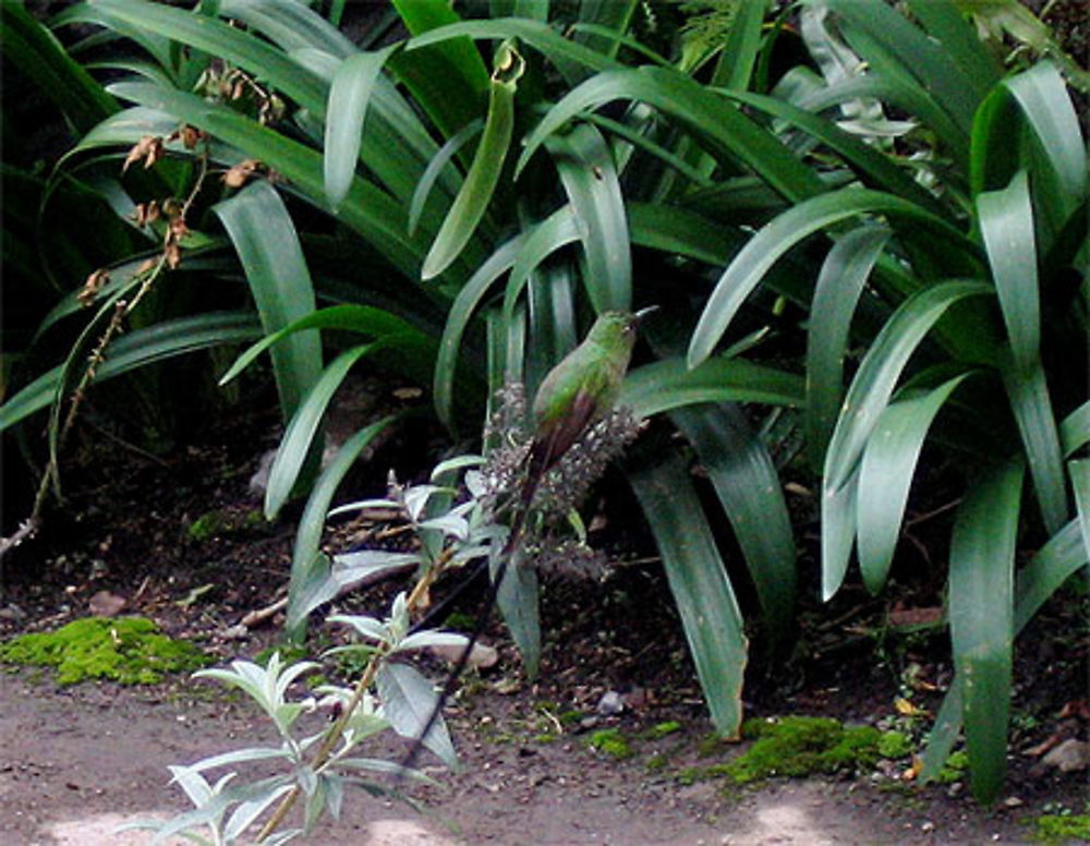 Oiseau mouche tout vert