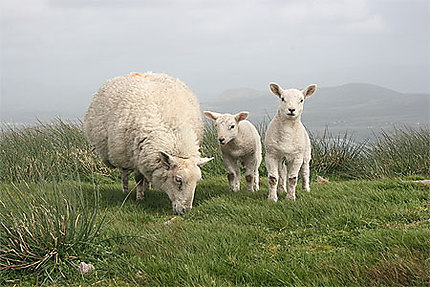 Moutons (ïle de Valentia)