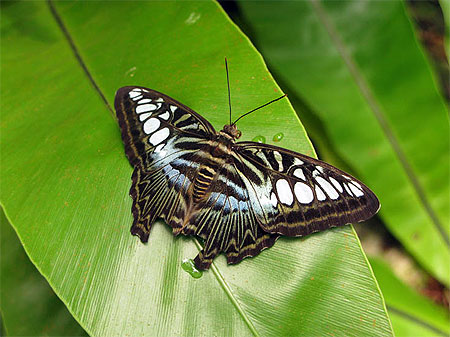 Papillon Papillon