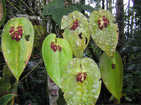Orchidées de la forêt Amazonienne