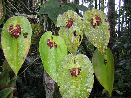Orchidées de la forêt Amazonienne Orchidées de la forêt Amazonienne