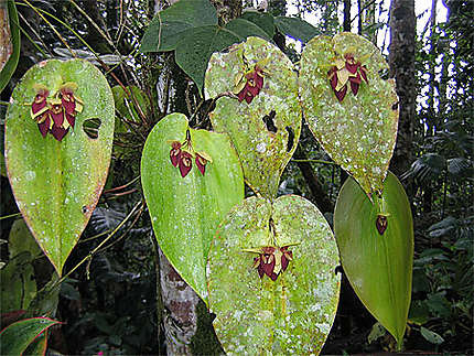 Orchidées de la forêt Amazonienne