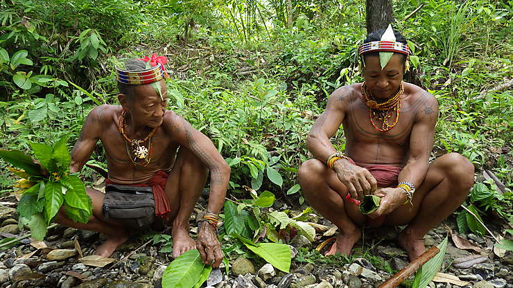 Cueillette de plantes médicinales par les shamans, îles Mentawai, Indonésie