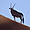 Oryx dans le désert