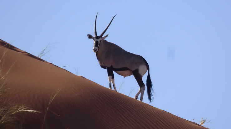 Oryx dans le désert, Namibie