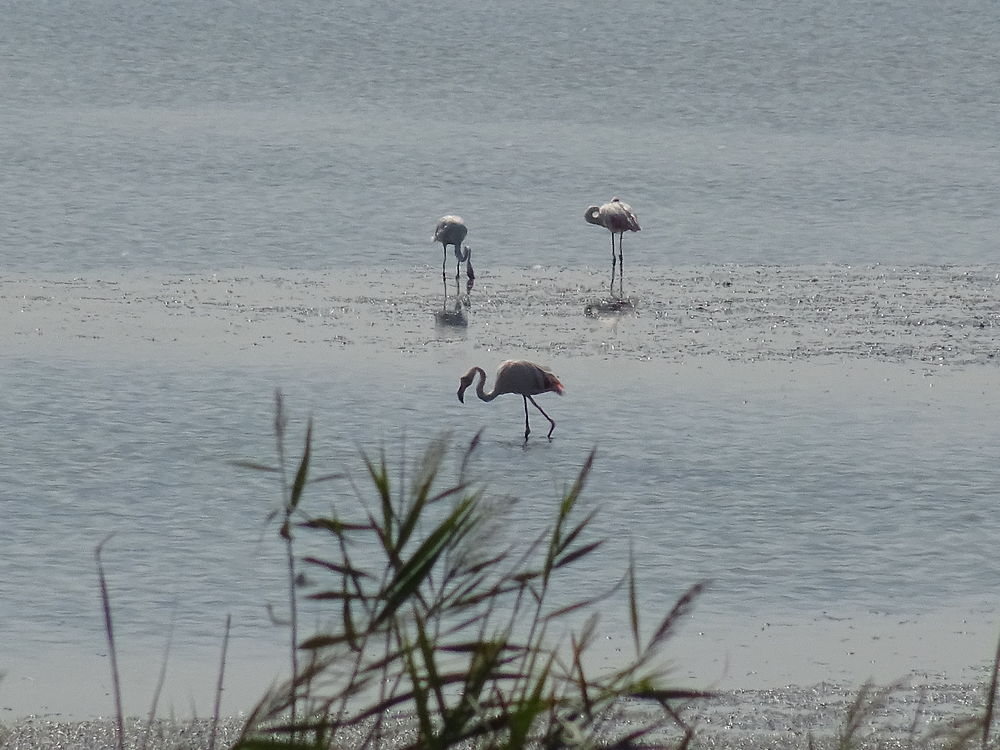 Flamants roses à Comacchio