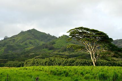 Nature sur l'île de Kauai, Hawaii