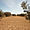 Des champs et champs d'oliviers à Djerba