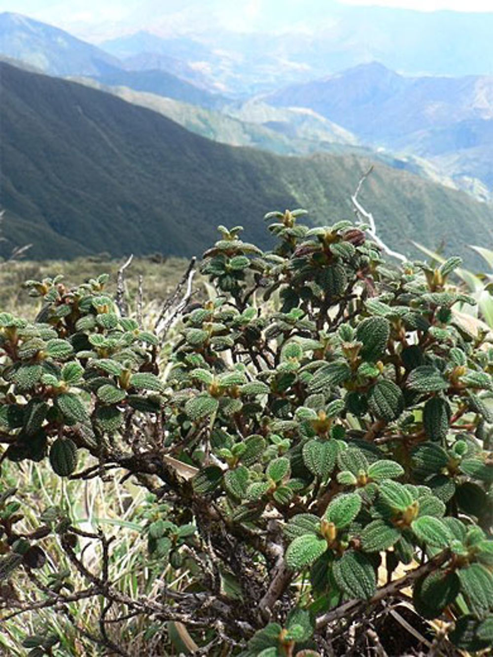 Parque Podocarpus