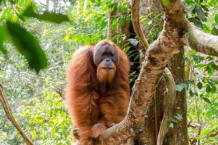 Sumatra, côté nord : au pays des orangs-outans