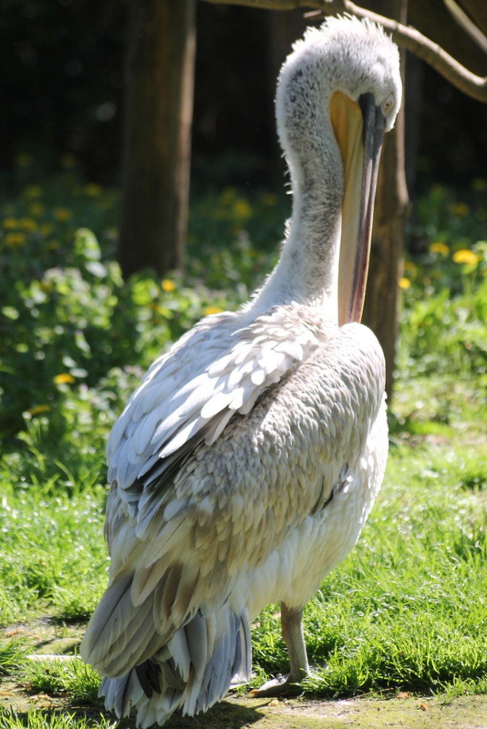 Le pélican (zoo d'Amnéville)