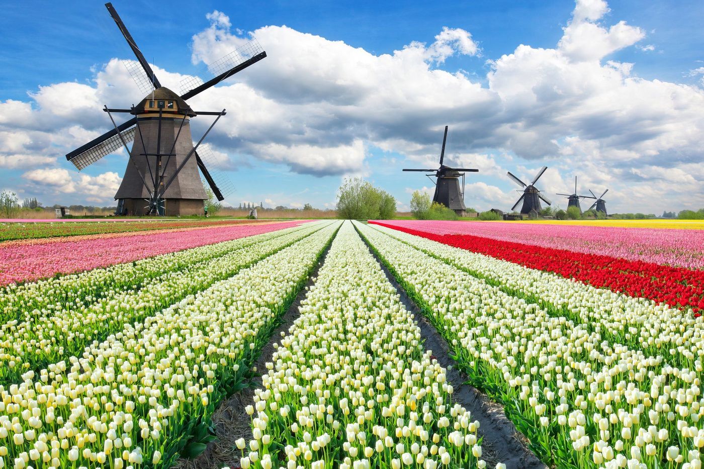 Camping bien situé pour voir les champs de fleurs aux Pays-Bas  : Forum Pays-Bas - Routard.com