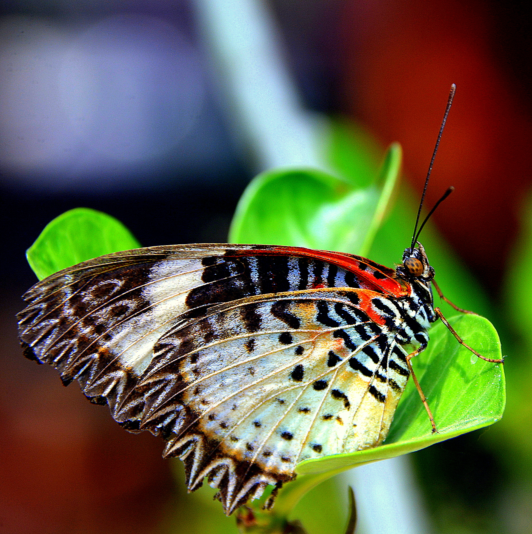 Joli papillon Joli papillon