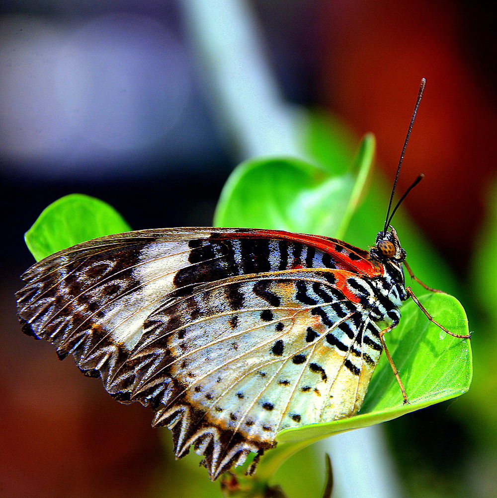 Joli papillon