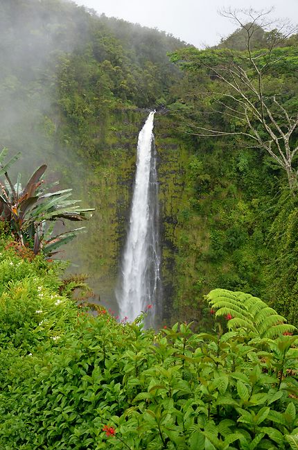 Akaka falls state park, Hawaii