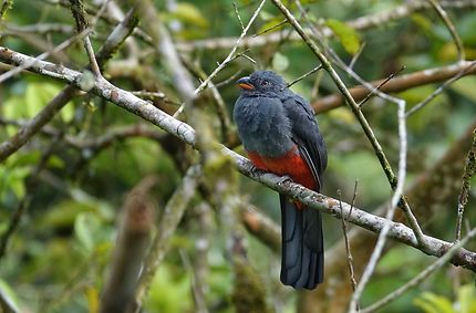 Trogon rosalba