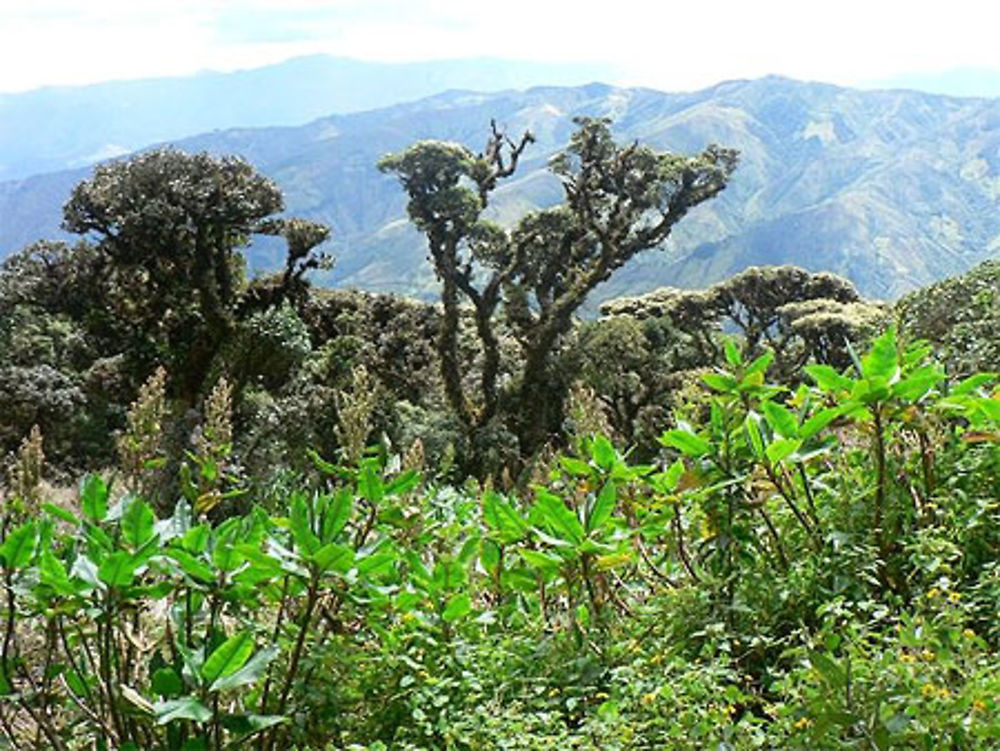 Parque Podocarpus