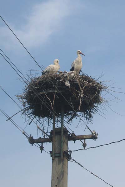 Cigognes Cigognes