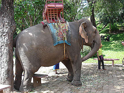 Eléphant au Wat Phnom