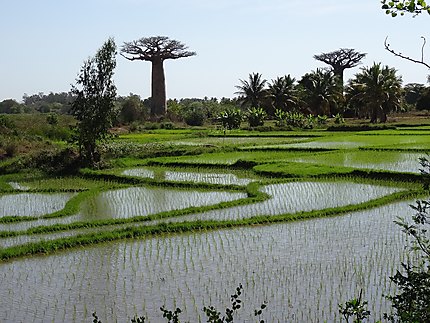 Baobabs au milieu des rizières