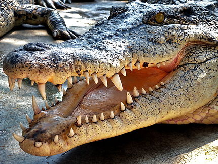 Crocodile thaïlandais
