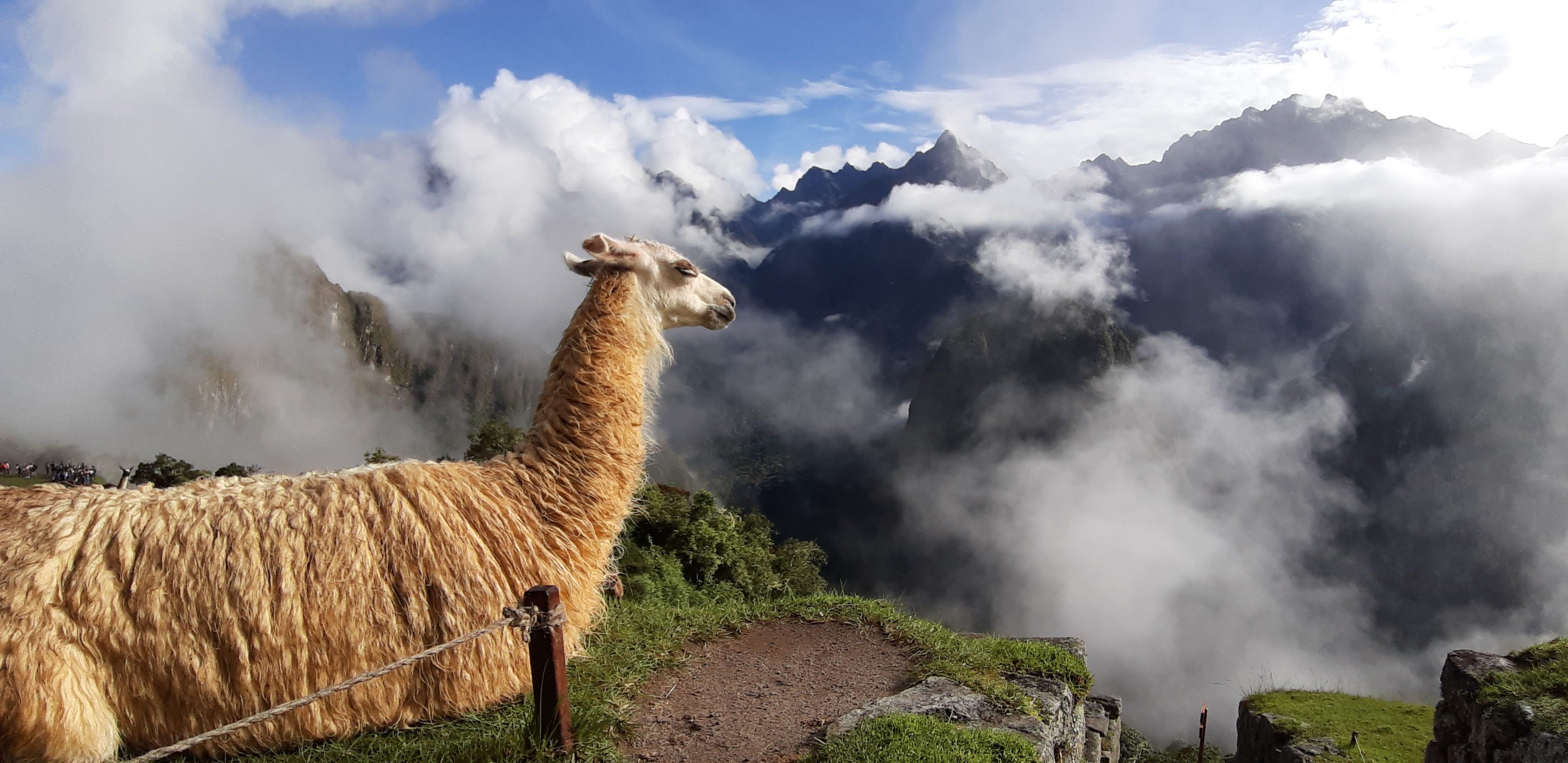 Lama au-dessus du Machu Picchu