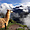 Lama au-dessus du Machu Picchu