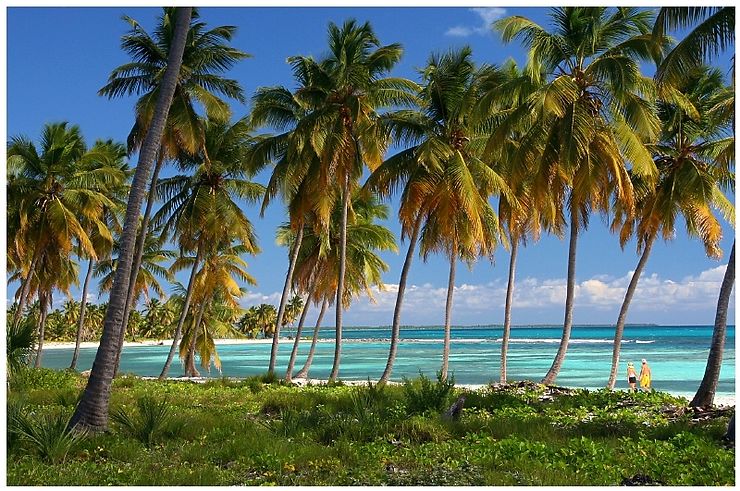 Cocotiers et mer turquoise à Saona, République Dominicaine