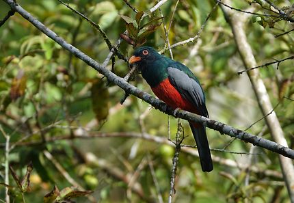 Trogon rosalba