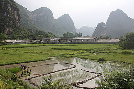 Guangxi - Yangshuo - Repiquage des rizières