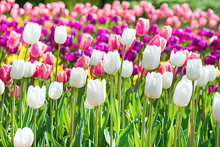 Hollande, au pays des tulipes : Idées week end Amsterdam Pays-Bas -  Routard.com