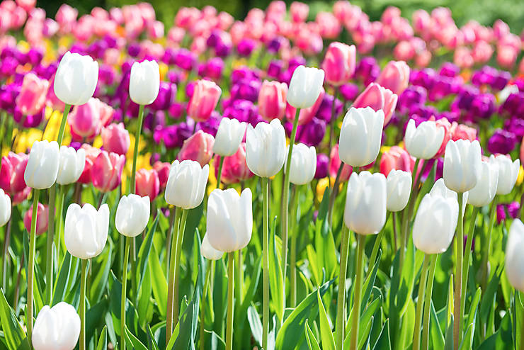 Les Pays-Bas, au pays des tulipes