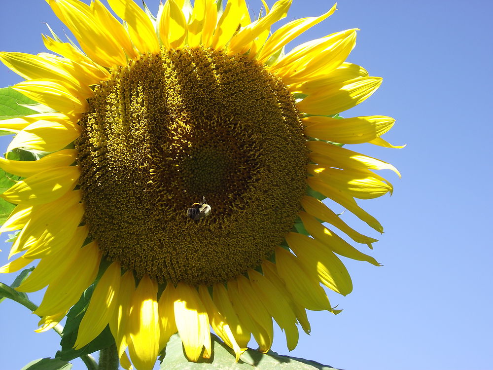 Le Tournesol à Terrebonne