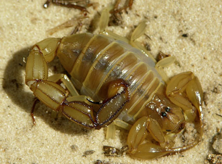 Androctonus amoreuxi Androctonus amoreuxi