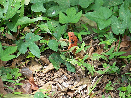 Lézard vietnamien Lézard vietnamien